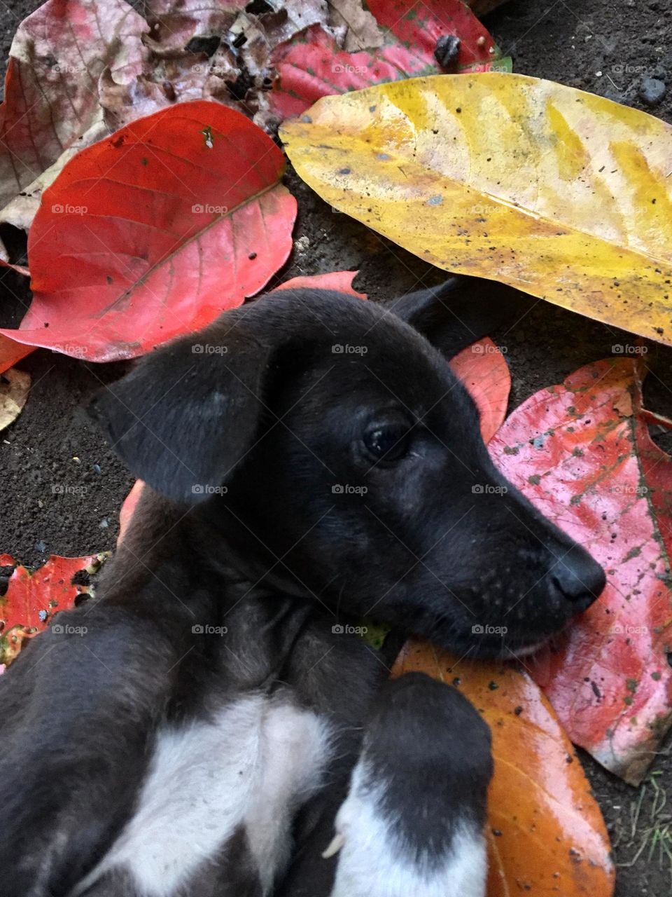 Black puppy playing with falling leaves 