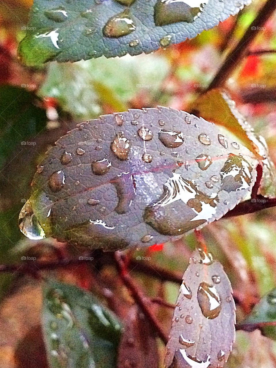 Water droplets on leaves
