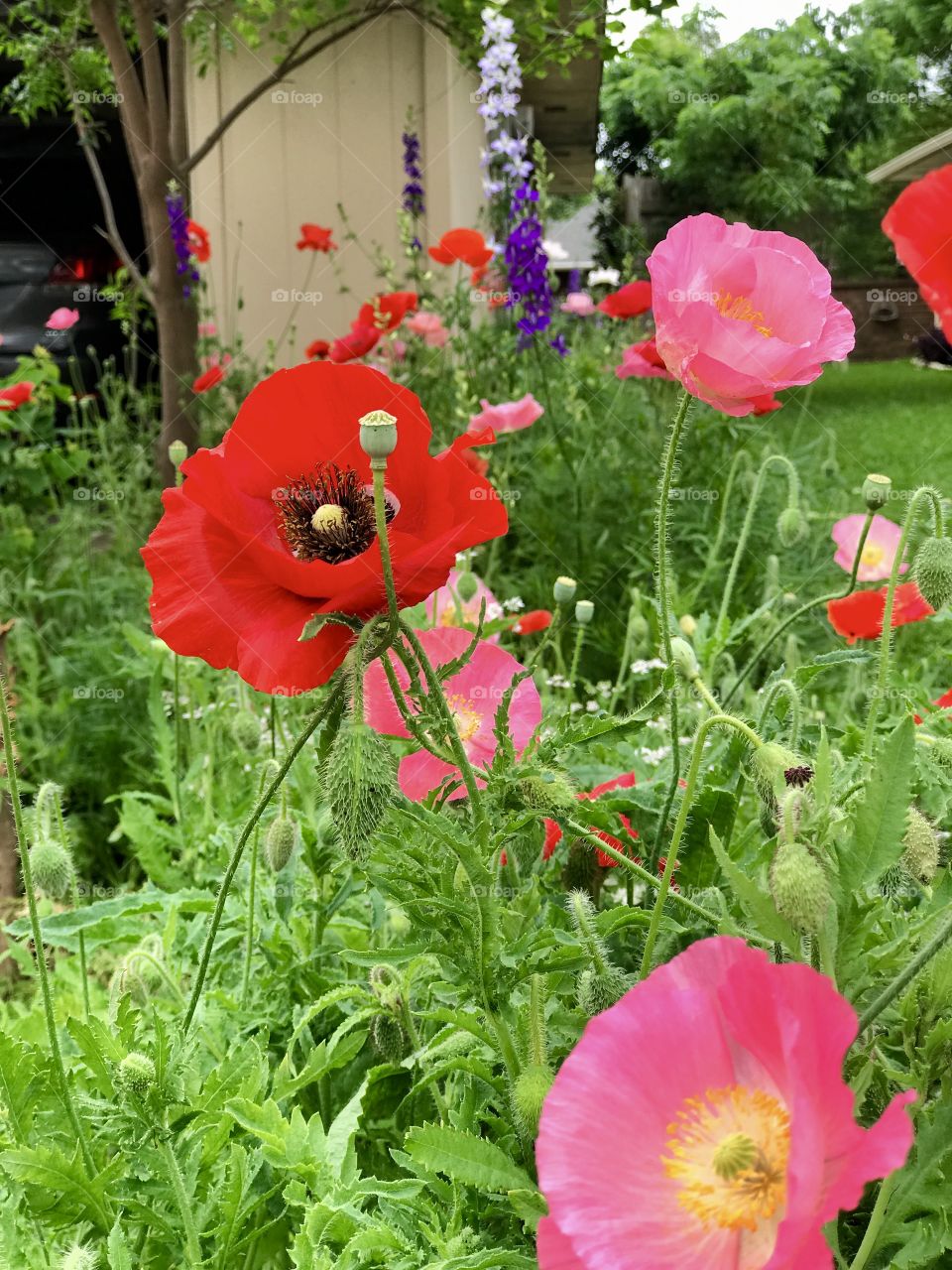 Wildflowers 