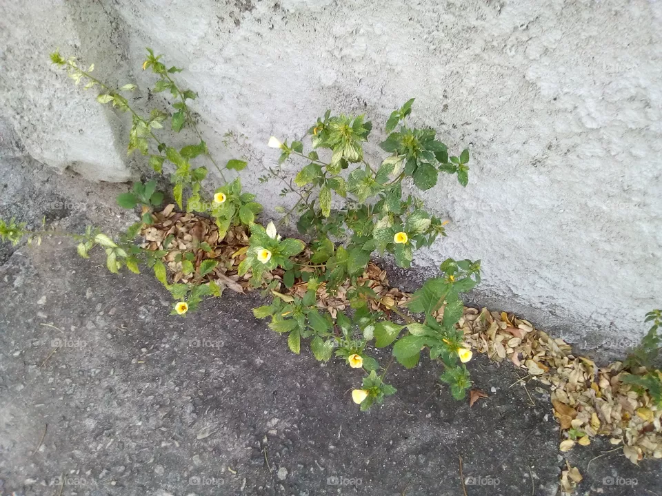 Flores