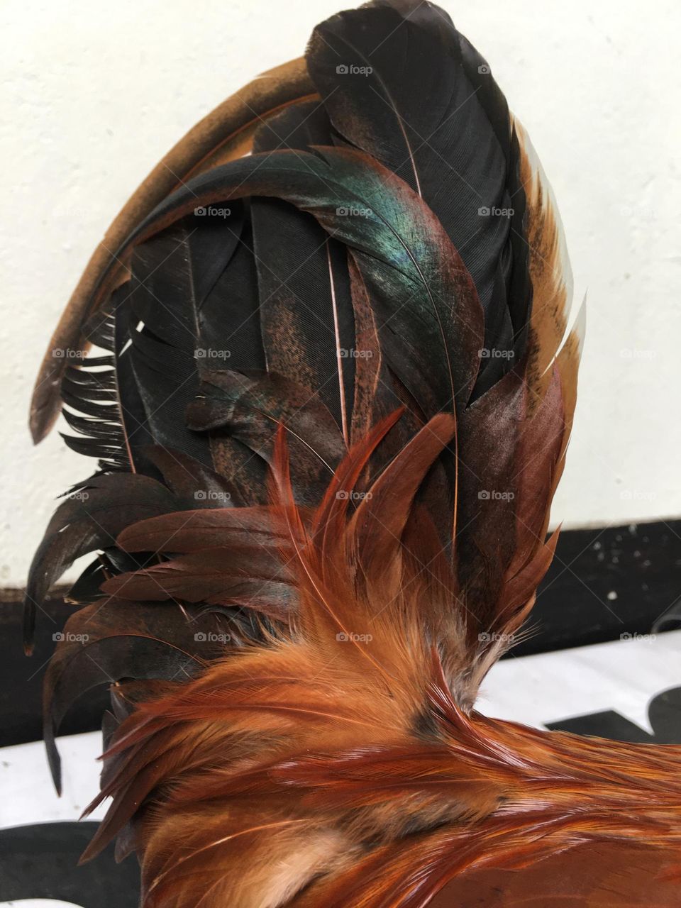 Hen. Feathers