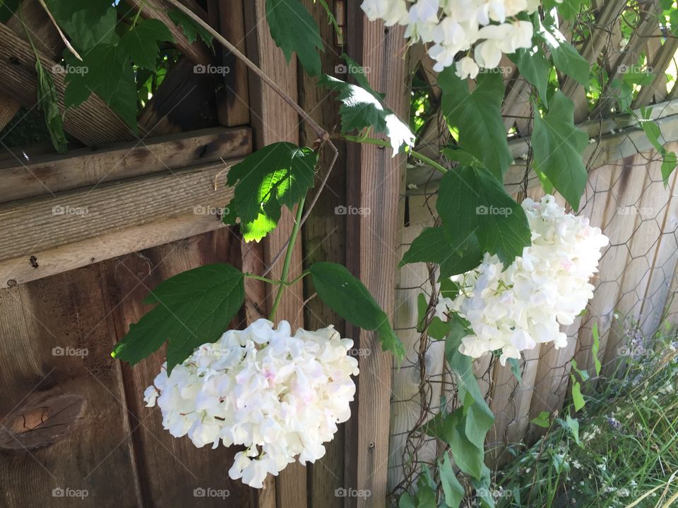 Flower, No Person, Garden, Leaf, Nature