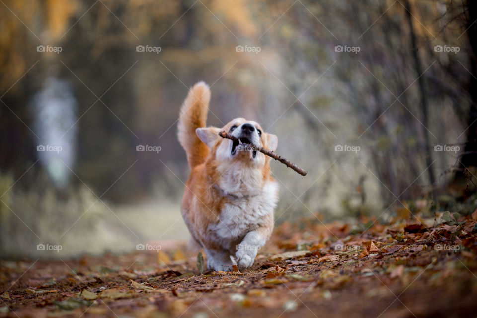 Welsh corgi pembroke in autumn park 