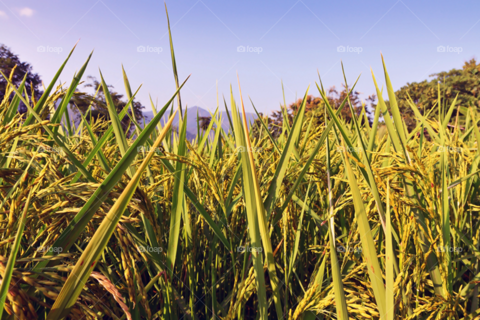 green field nature food by sonchai