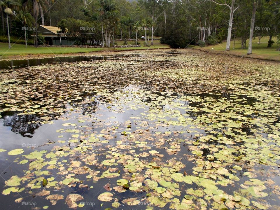 Large pond. Ecosystem 