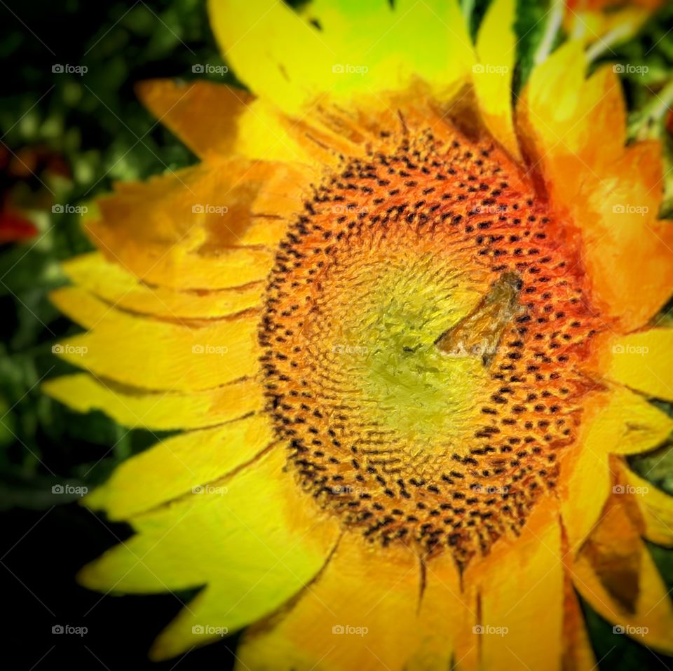 Sunflower