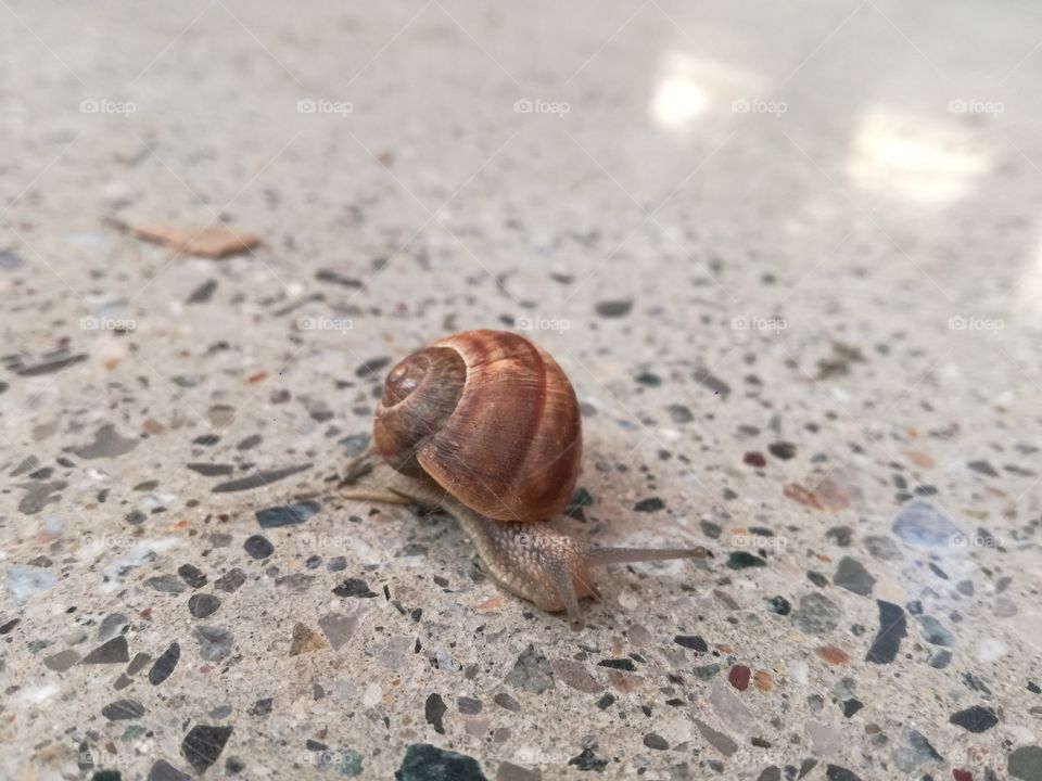 snails