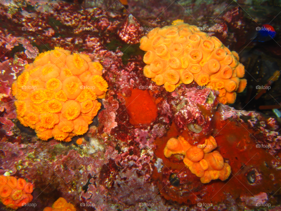 ocean pacific corals by izabela.cib