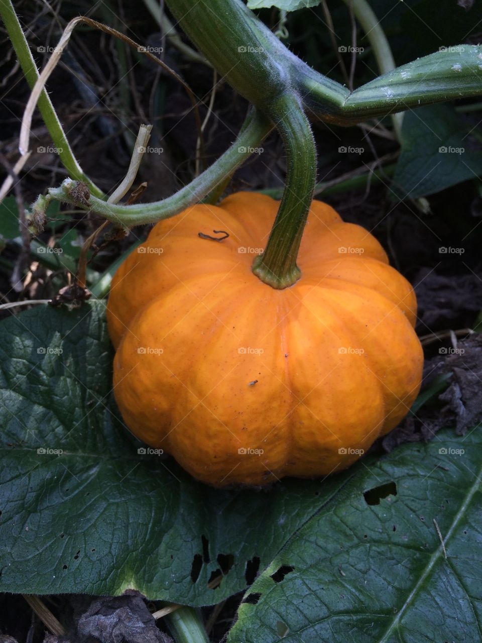 Jack Be Little Gourd