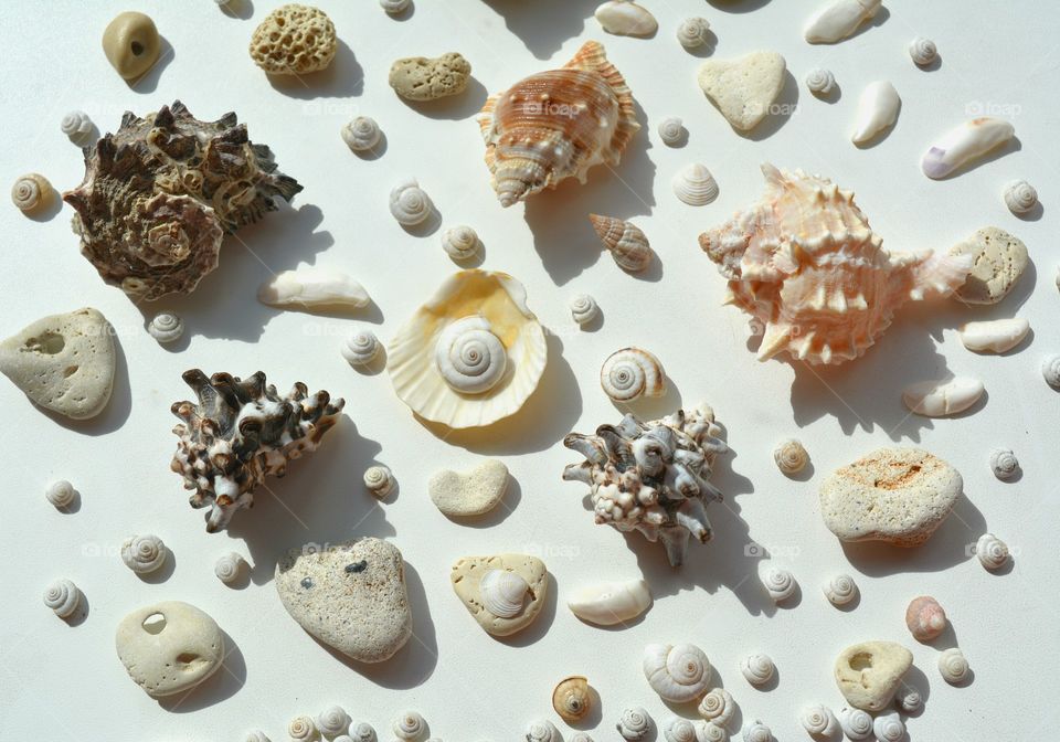 Seashell, Shell, Collection, Starfish, Conch