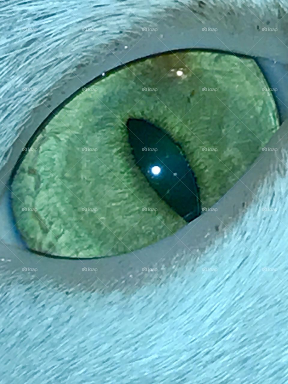 Cat's Eye