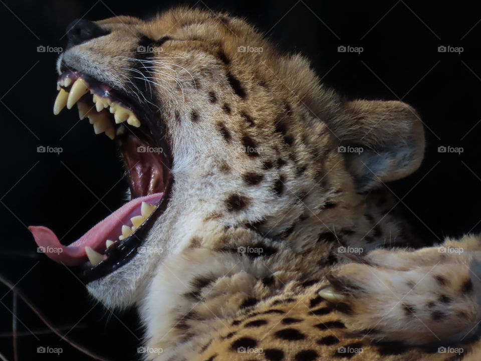Cheetah roaring.