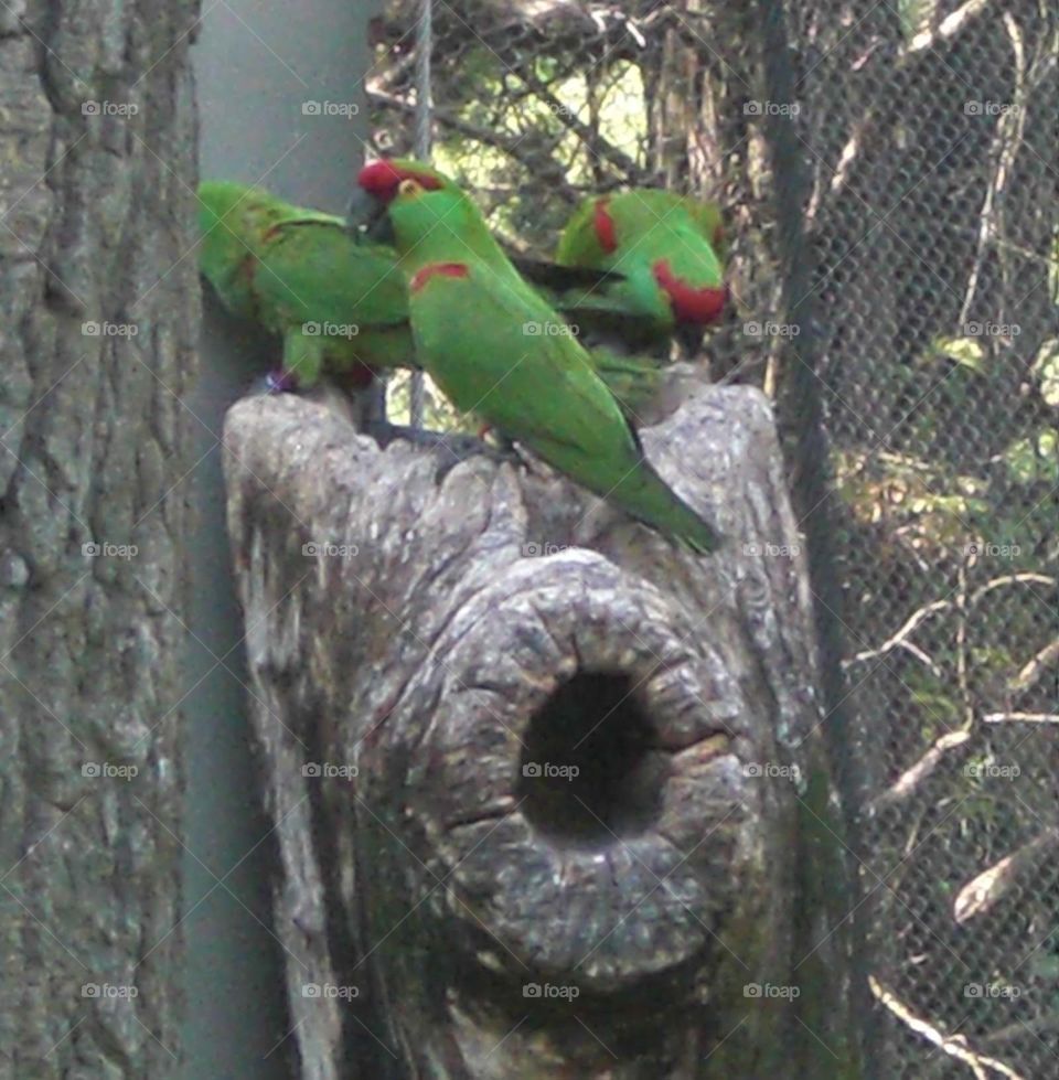 Three parakeets on a branch