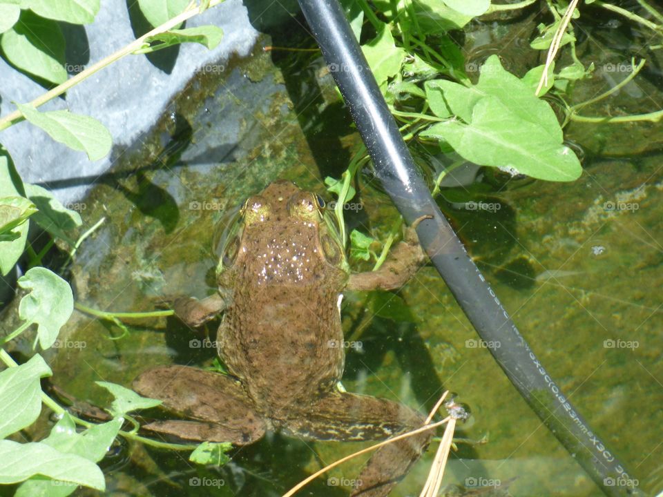 Frog sun bathing in the pond
