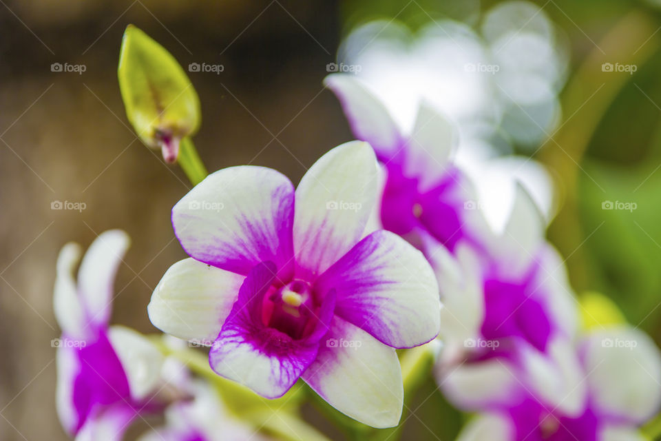 orchid