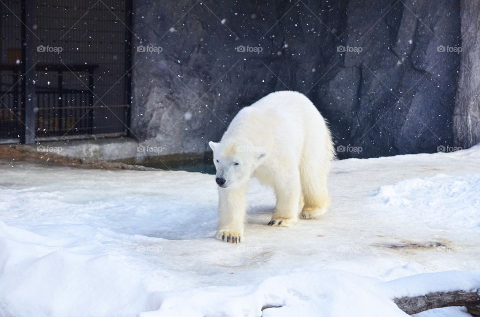 Polar Bear in Asahiyama Zoo