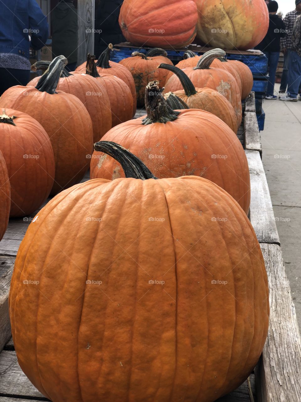 Pumpkins 