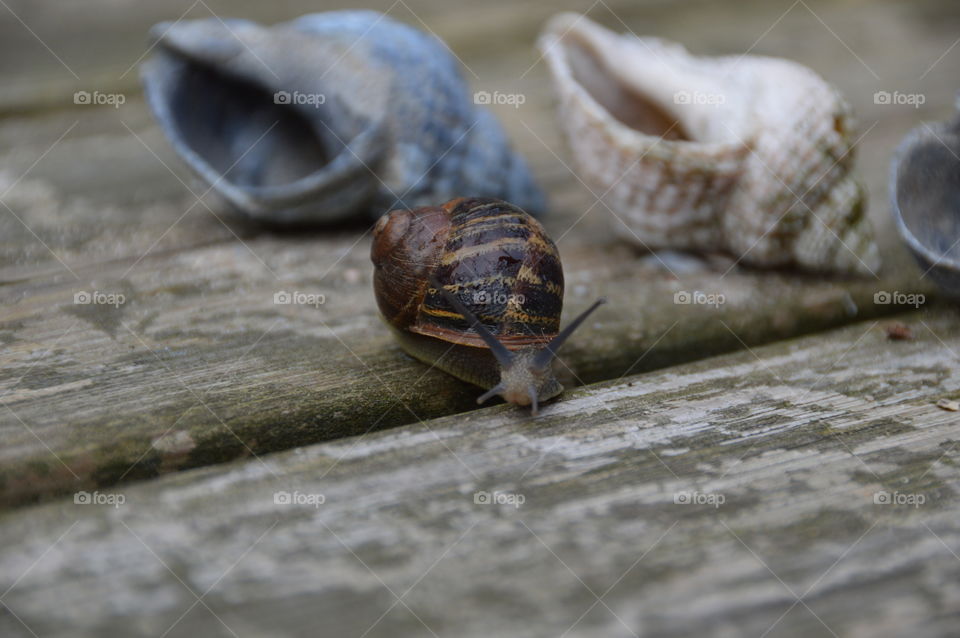 A beautiful snail exploring the outdoor of house's garden.