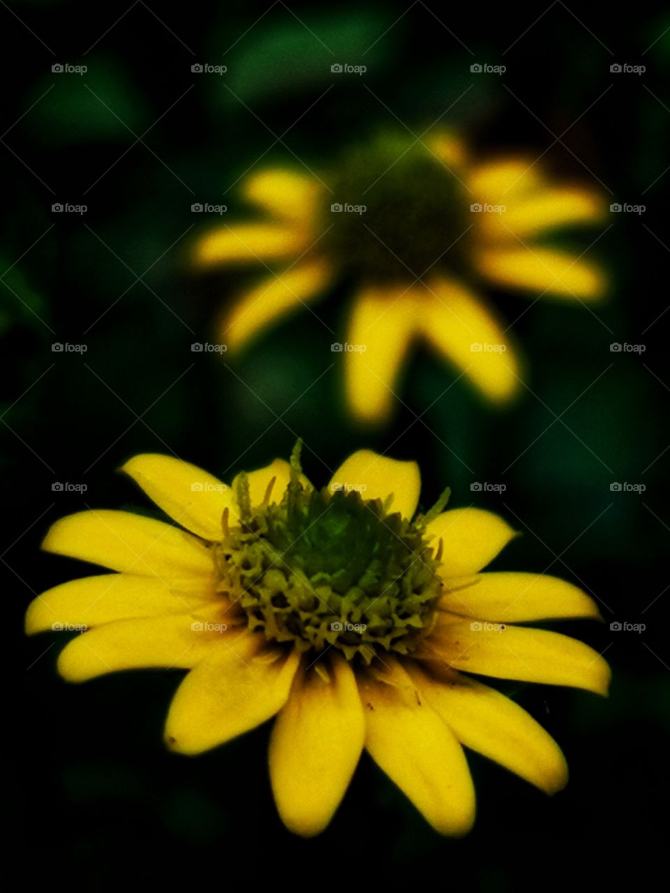 Yellow flowers on the black backgrounds