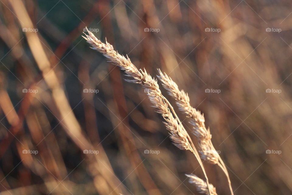 Close-up of a straw