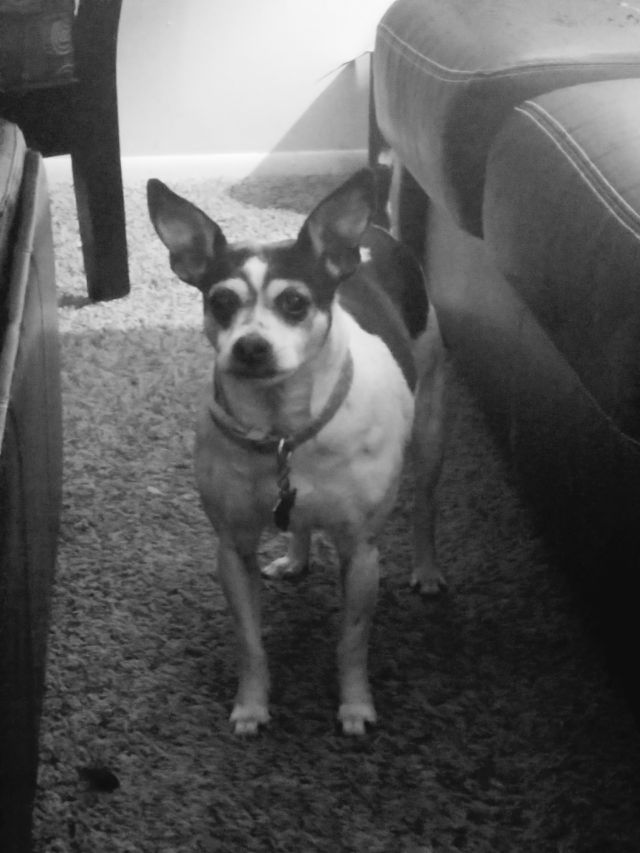 sweet pup
