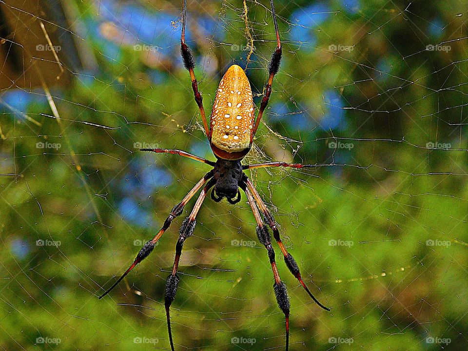 Life in Motion.Despite how threatening they may look, banana spiders are pretty shy. Like many spider species, they will only bite if they feel threatened. In most cases, a banana spider bite will only produce slight redness and pain at the bite site