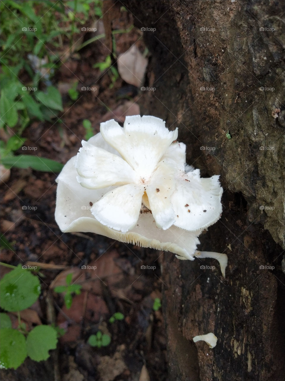 white mushrooms
