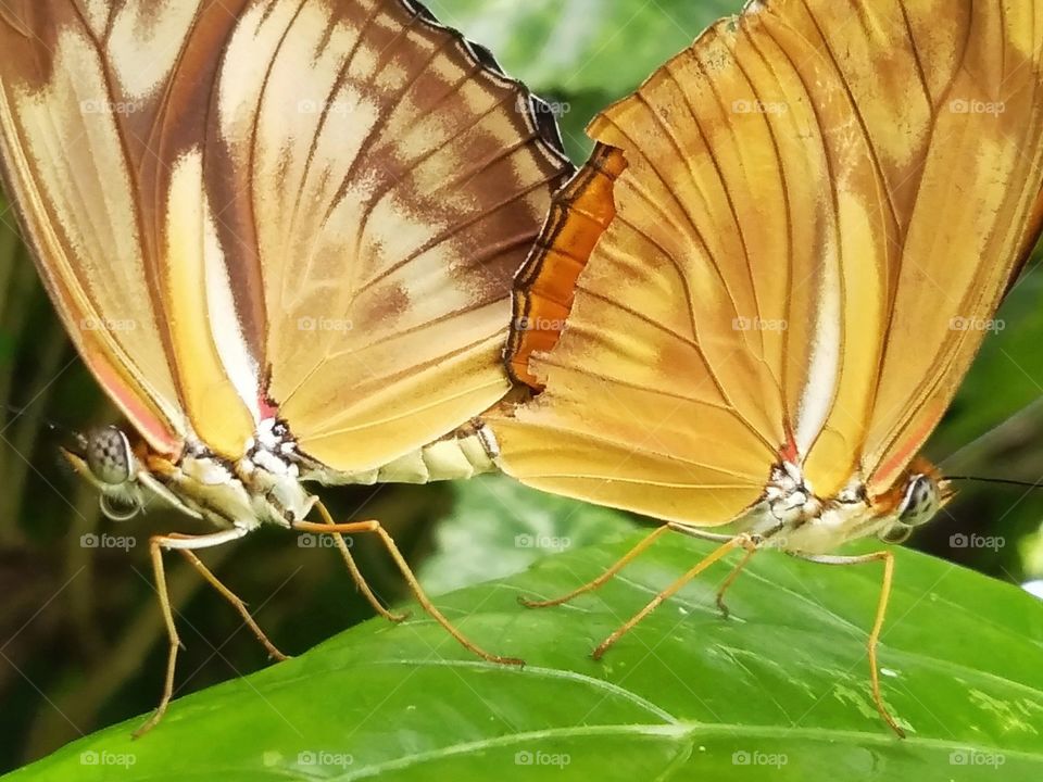 Butterfly in love.