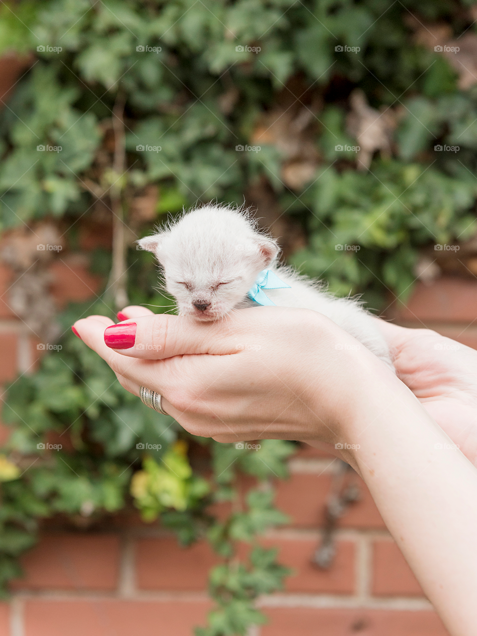 Hands holding a newborn cat