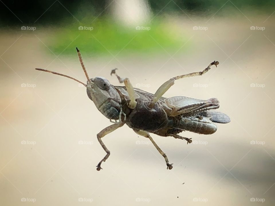 A grasshopper that decided to land in my car’s window and almost give me a stroke. Lucky me, the window was closed. His punishment: be my subject for the photo session that followed.