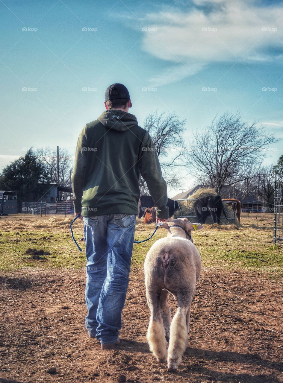 Boy walking his FFA lamb. 