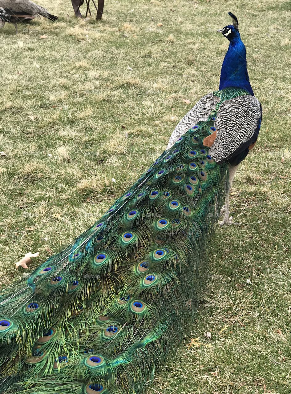 A male peacock with brilliant turquoise, blue, green, brown, black and white feathers foraging at Peterson’s Rock Garden in Central Oregon on a spring day. 