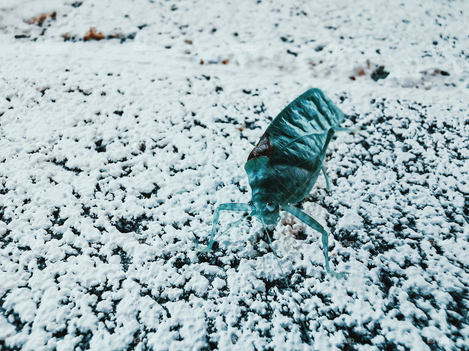 Green insect on a white painted wall