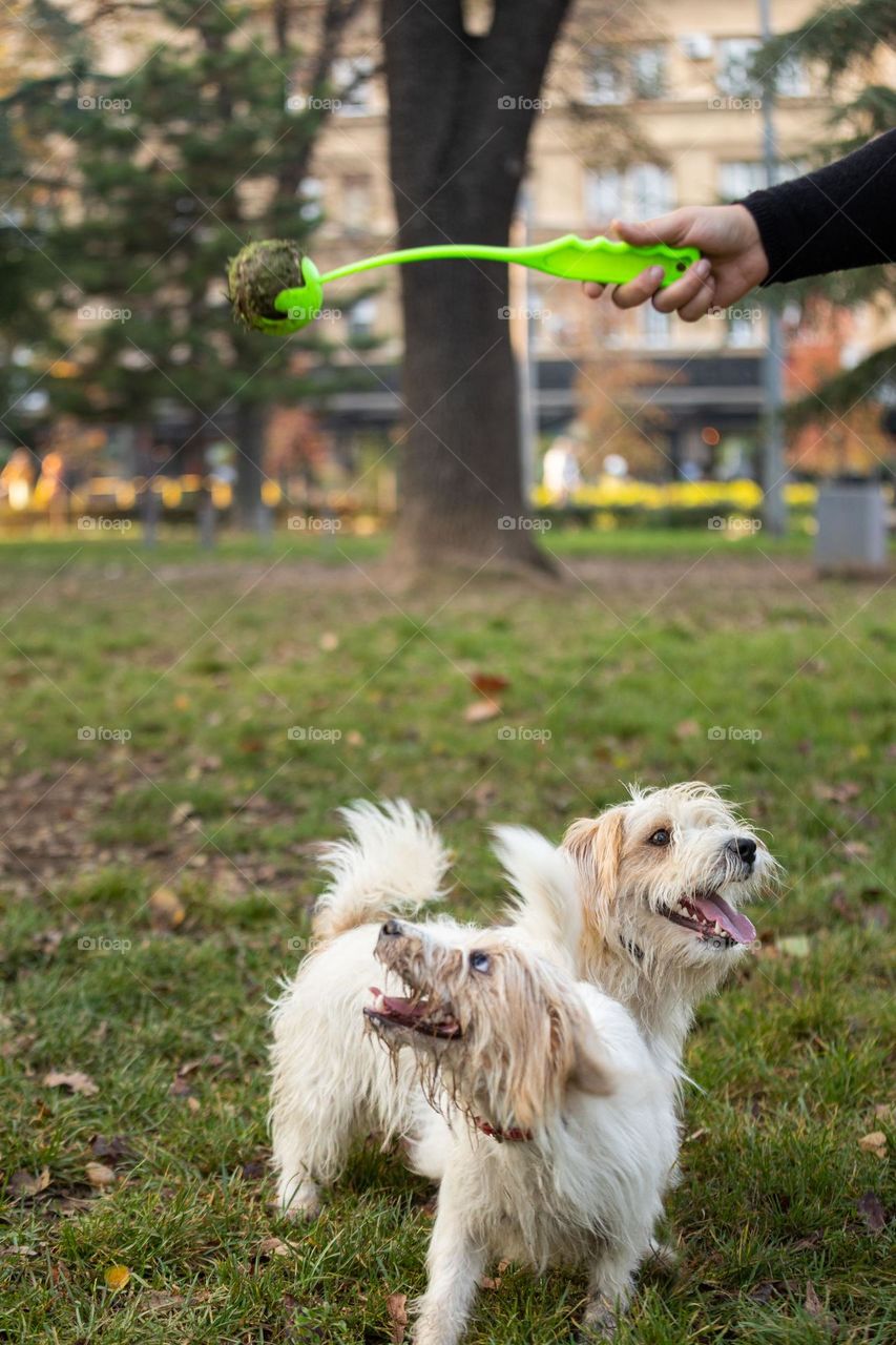 The dog playing with a ball