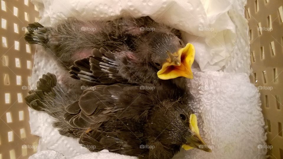 Raising up some darling baby European Starlings
