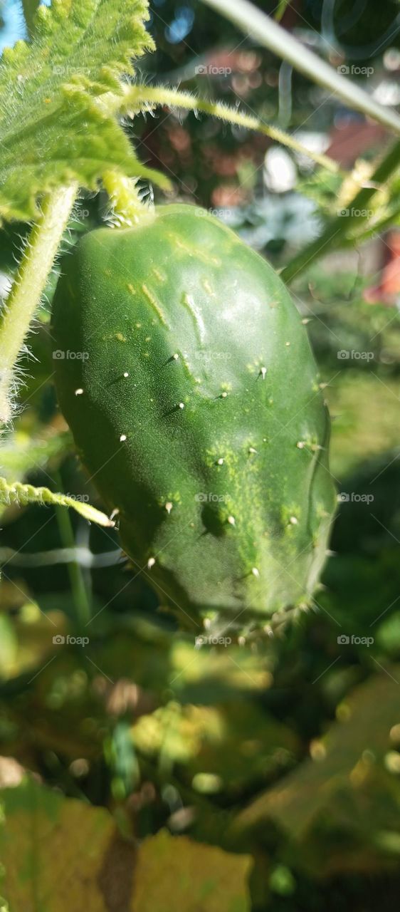 cucumber