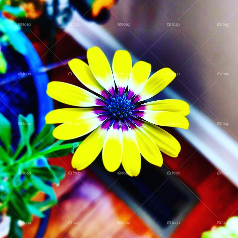 Bright Yellow and Purple Flower