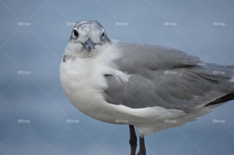 Seagull