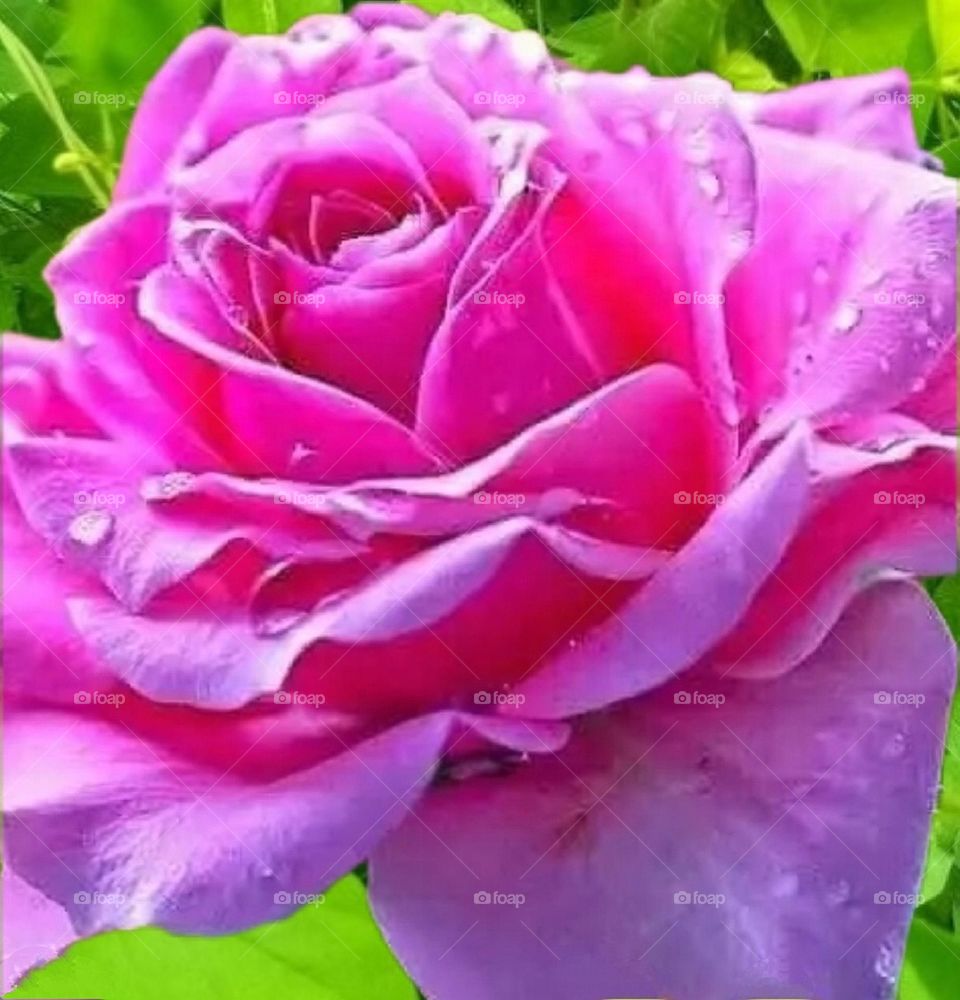 most beautiful and attractive flowers in the garden.