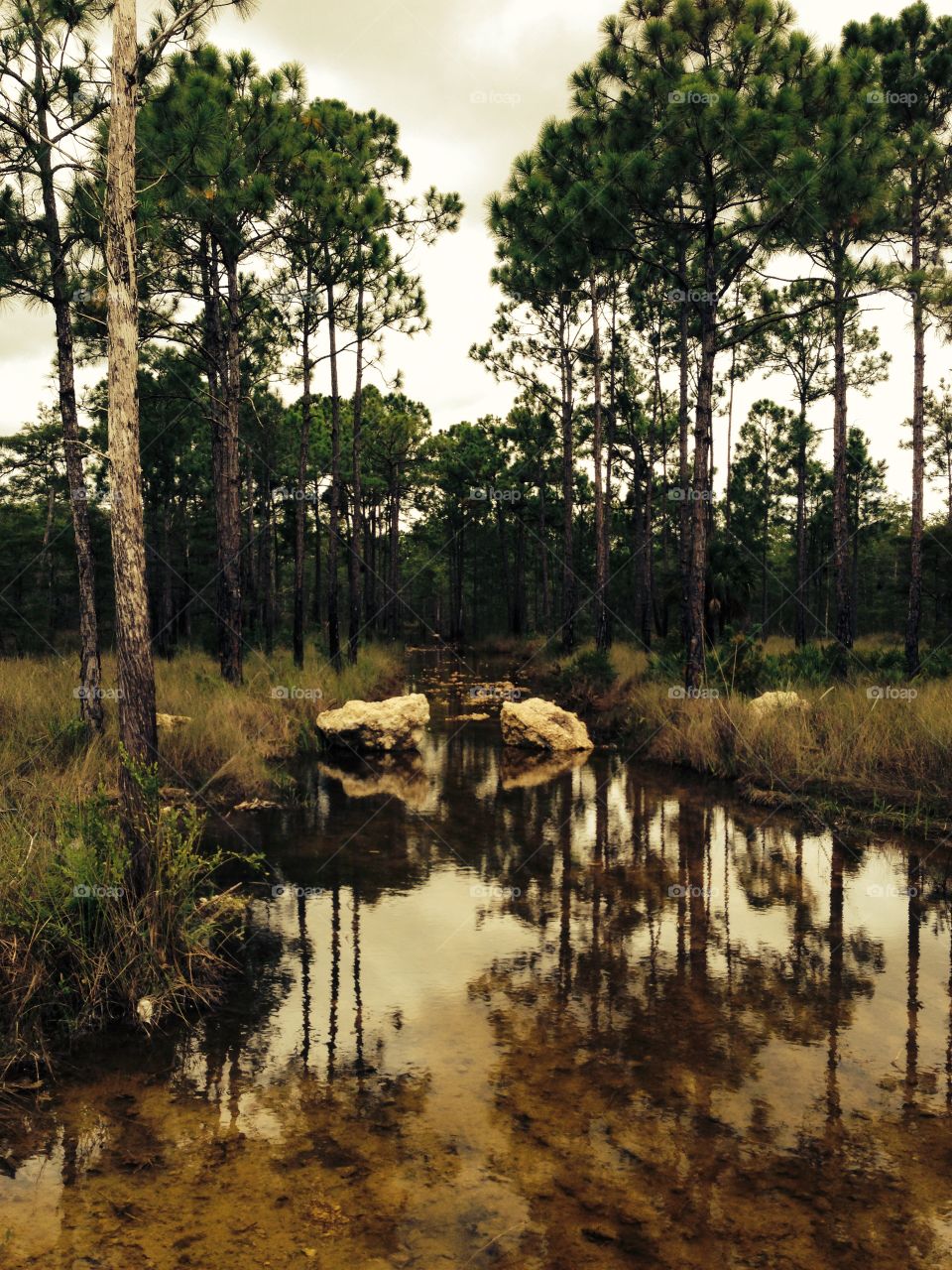 Hiking through the pine forest immersed in the beauty of Mother Nature.