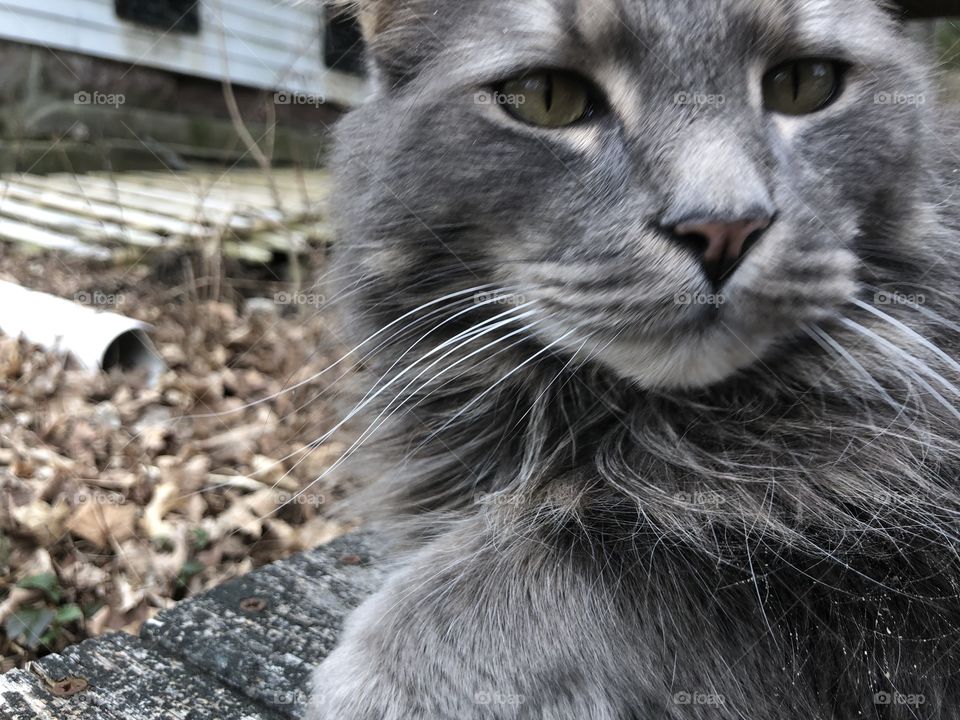 Cute gray kitty doing kitty things