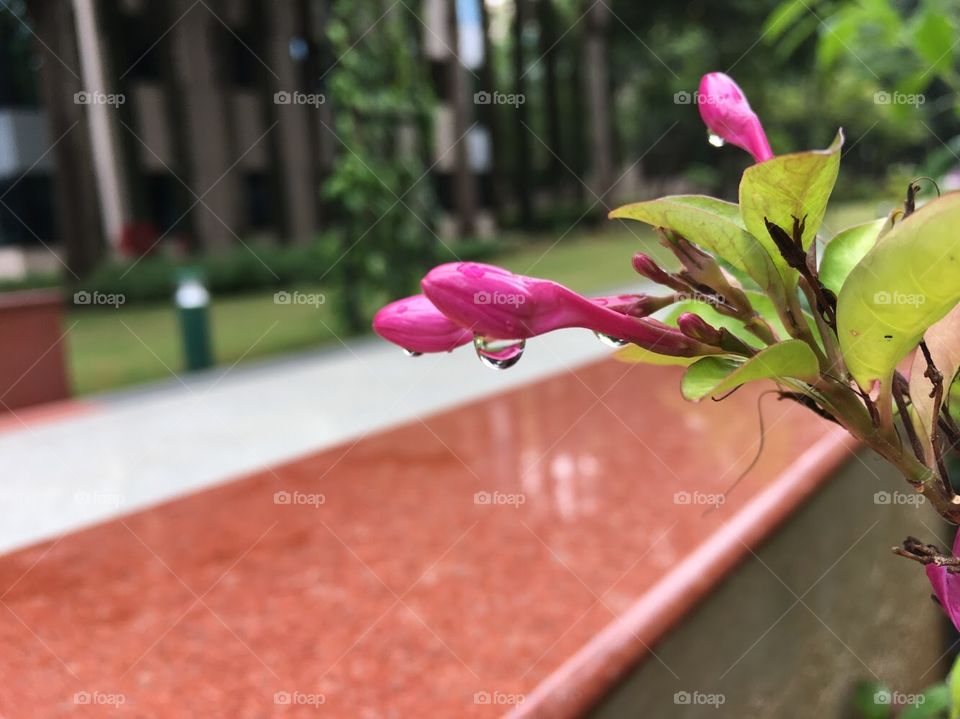 Water drops on flowers look awesome!