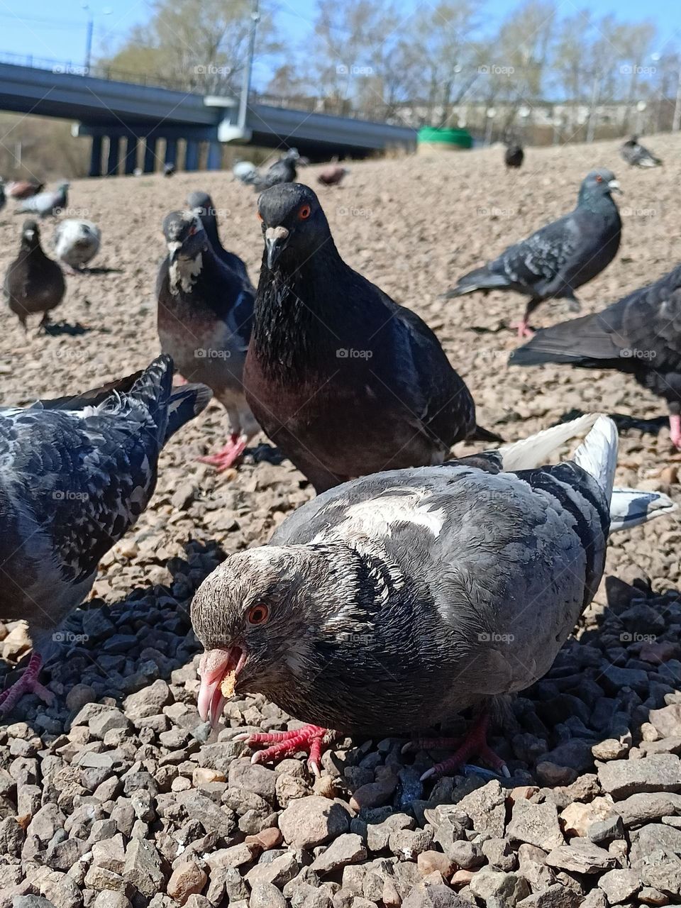 pigeons, gray dove eating bread, birds, animals, feathers, beak, river, river bank, birds on the river, city, spring, April, bird, wings