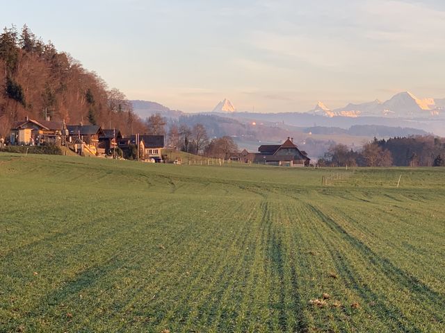 Swiss 