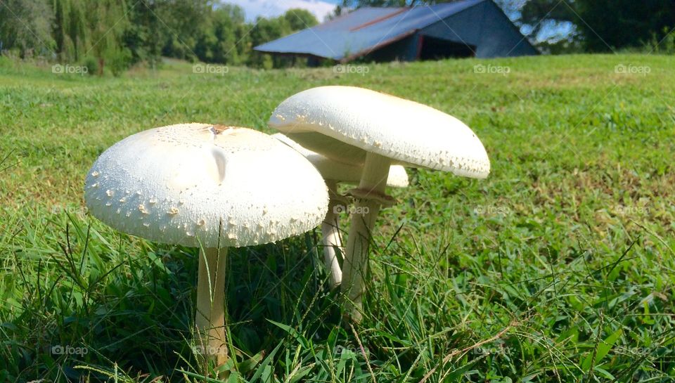 Mushrooms or Toadstools? At the Homestead