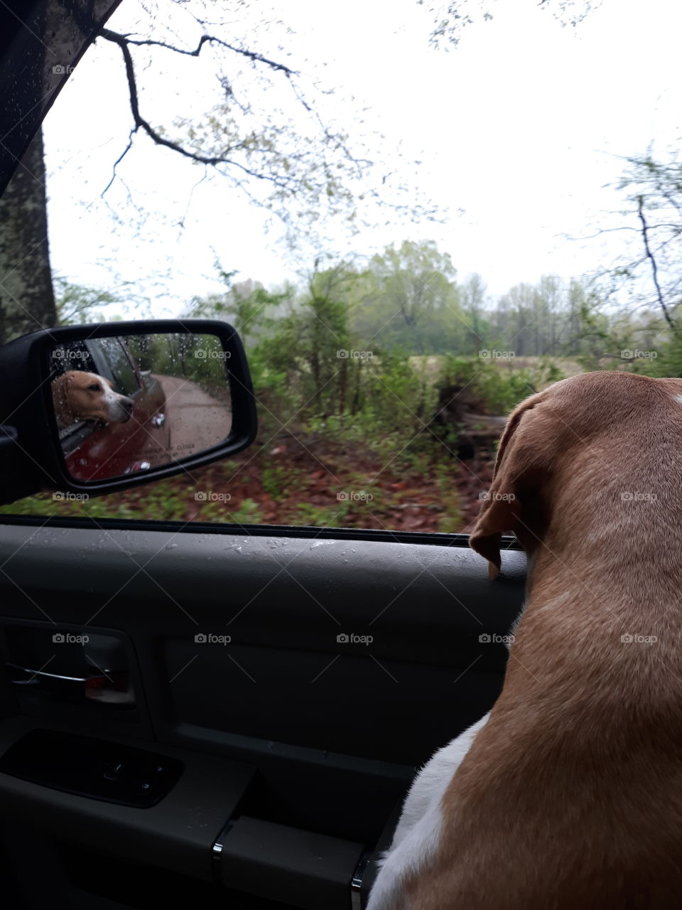 Super dog going for her weekly ride