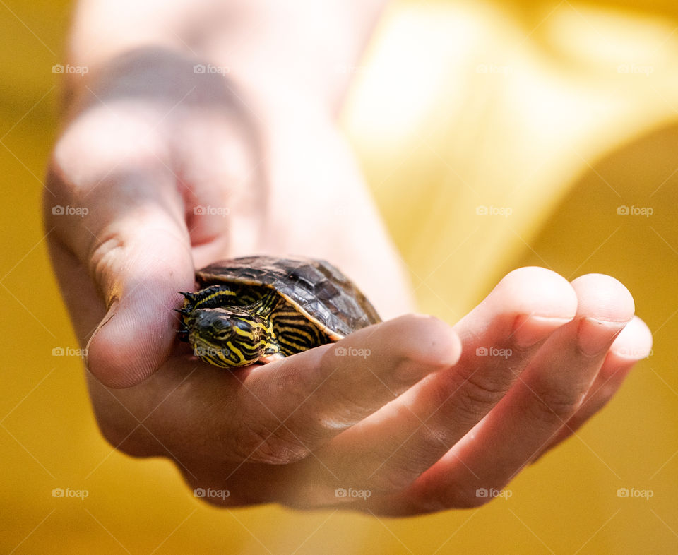 Painted Turtle In Hand