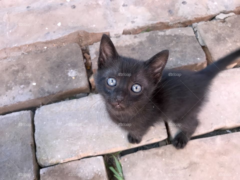 Little black domestic kitten standing on the dusty orange bricks, looking up to the camera and wants to play.