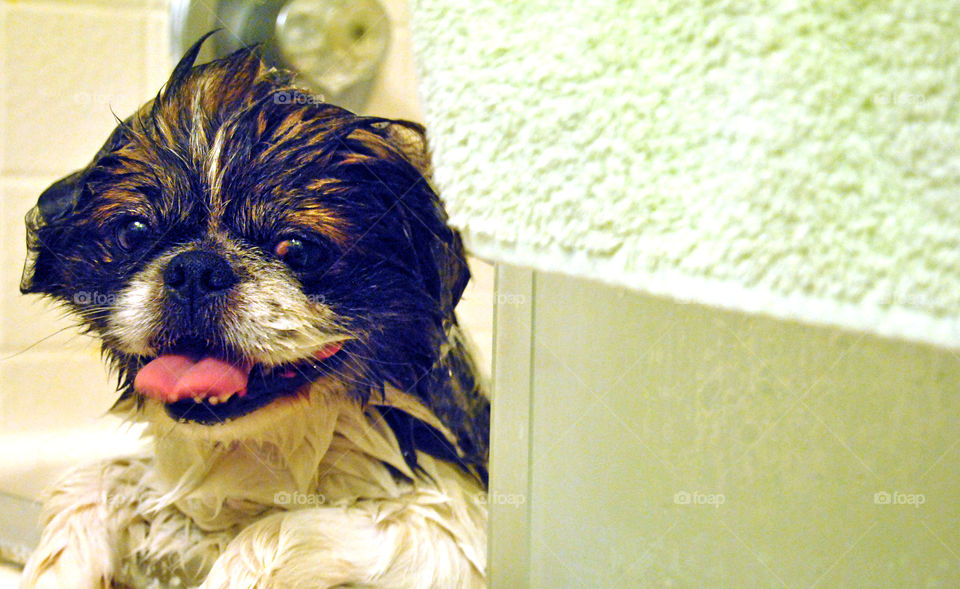 Close-up of wet puppy dog in bathtub