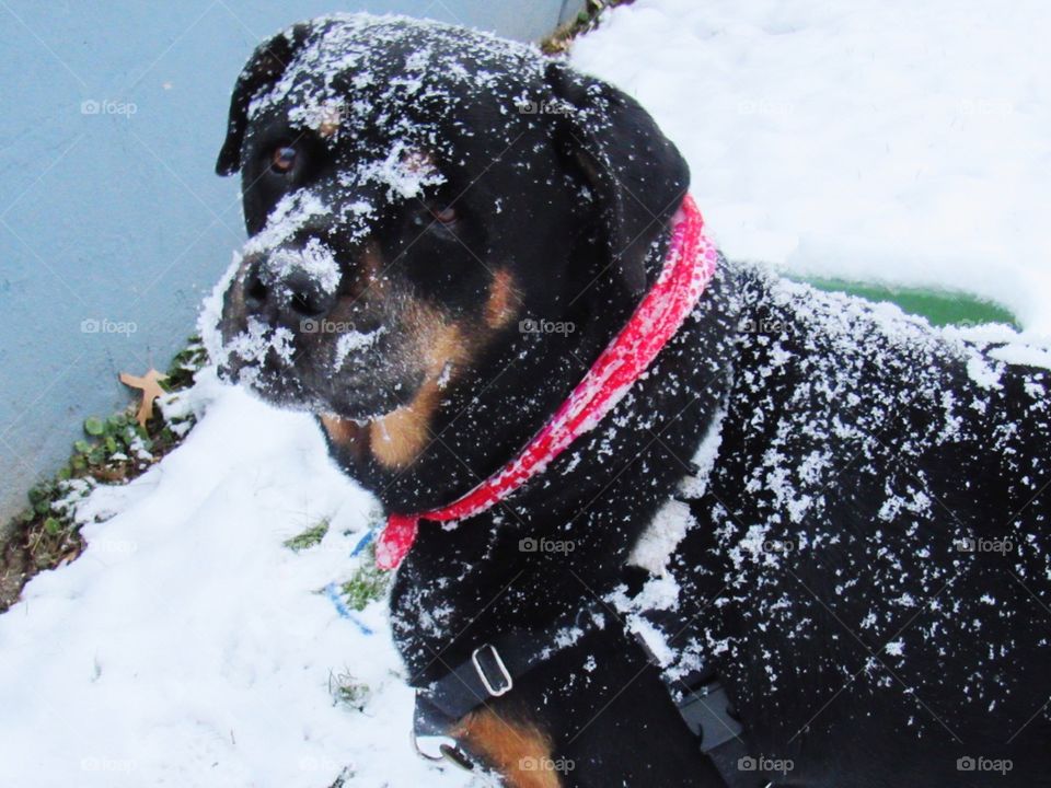 Rottweiler in the snow 
